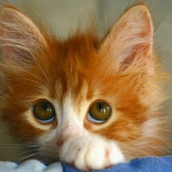 Пазл: Котенок