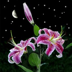 Пазл:  Звездочет