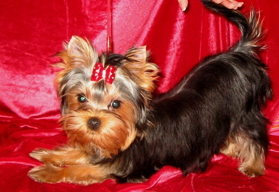 йоркширские терьеры отзывы плюсы и минусы. порода похожая на йорка. терьер мини. щенки ёршский терьер. карликовый ёршский терьер.