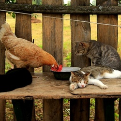 Пазл: Полуденный отдых