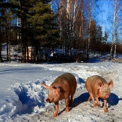 Пазл: На прогулке