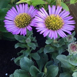 Пазл: Эригерон