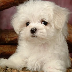 Пазл: Собачка