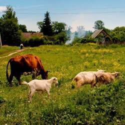 Пазл: Русская деревня