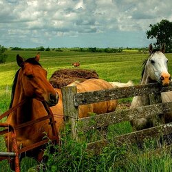 Пазл: Русская деревня