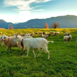 Пазл: На пастбище