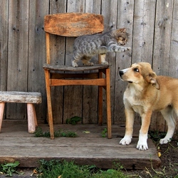 Пазл: Знакомство