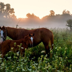 Пазл: Раннее утро