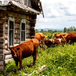 Пазл: Заброшенный дом 