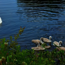 Пазл: Купание малышей