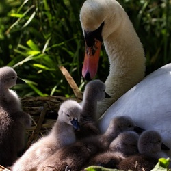 Пазл: Мама с малышами