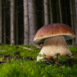 Пазл: Как в сказке