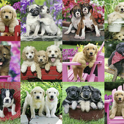 Пазл: Щенки