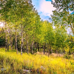 Пазл: Берёзки