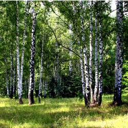 Пазл: Берёзки