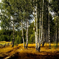 Пазл: Берёзки