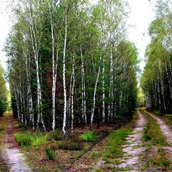 Пазл: Берёзки