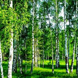 Пазл: Берёзки