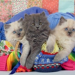 Пазл: Котята 