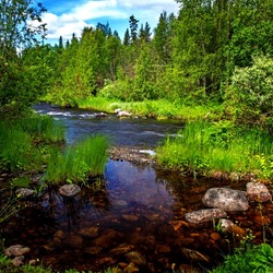 Пазл: Лесная речка