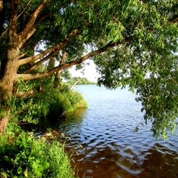 Пазл: Плакучая ива