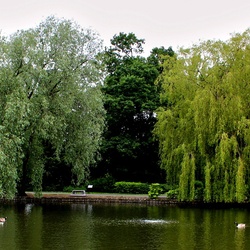 Пазл: Плакучая ива