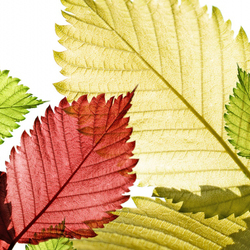 Пазл: Осеннее кружево