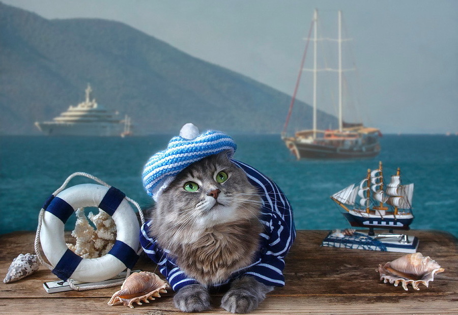Кот матрос интернет магазин