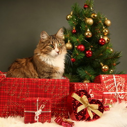 Пазл: Новогодний подарок