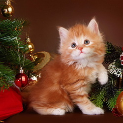 Пазл: Новогодний котёнок
