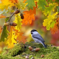 Пазл:  Буроголовая гаичка