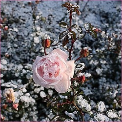 Пазл: Снежная мозаика