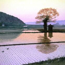 Пазл: Рисовые поля