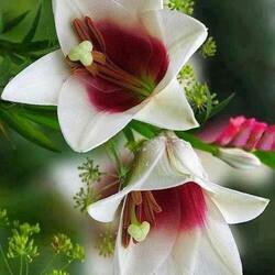 Пазл: Лилии