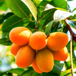 Пазл: Манго