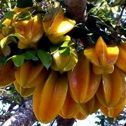 Пазл: Карамбола