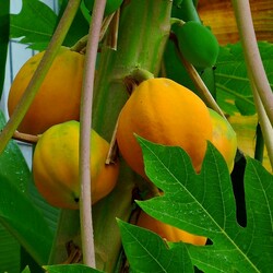 Пазл: Папайя