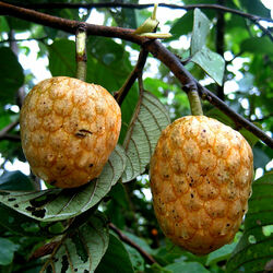 Пазл: Аннона чешуйчатая