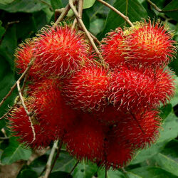 Пазл: Рамбутан