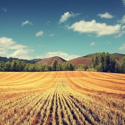 Пазл: Скошенное поле