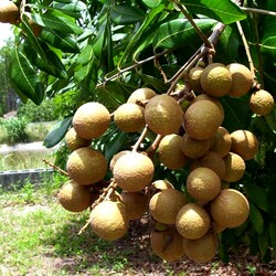 Пазл: Лонган - Драконий глаз