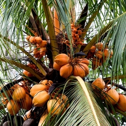 Пазл: Кокос