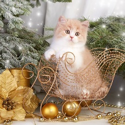 Пазл: Котёнок