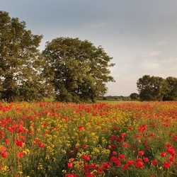 Пазл: Поле маков