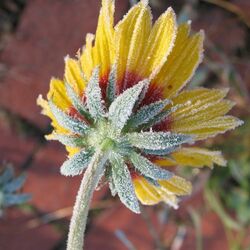 Пазл: Цветок в снегу