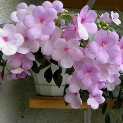 Пазл: Ахименес