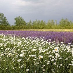 Пазл: Летнее поле