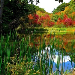 Пазл: Яркие краски природы