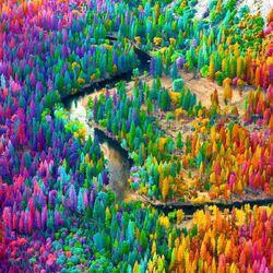 Пазл: Радужный лес