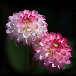 Пазл: Георгины